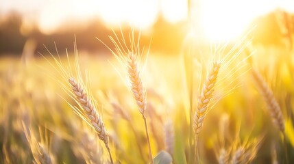 Obraz premium Golden Wheat Field Glowing Under a Warm Sunset Light : Generative AI