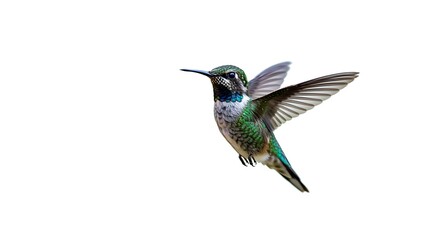Fototapeta premium A tiny hummingbird hovering mid-air, its iridescent feathers shimmering, isolated on a white background
