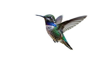 Fototapeta premium A tiny hummingbird hovering mid-air, its iridescent feathers shimmering, isolated on a white background