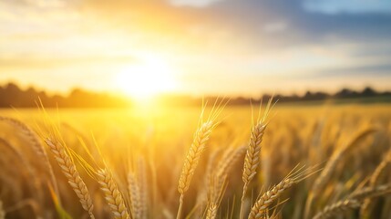 Naklejka premium Golden wheat field illuminated by sunset creating warm and inviting atmosphere : Generative AI