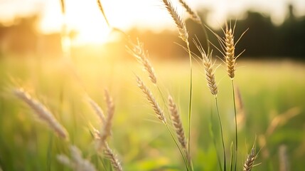 Fototapeta premium Golden Sunset Illuminating Wheat Fields on a Beautiful Summer Evening : Generative AI