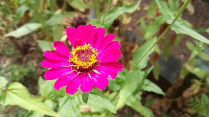 Obraz premium Beautiful pink Zinnia Flower in Bloom – Macro Photography. Close-Up of a Fresh pink Zinnia Flower with Petal Details. Elegant pink Zinnia Flower Isolated in Nature. Bright pink Zinnia Blossom