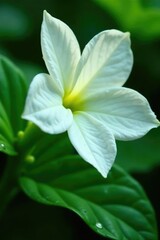 Obraz premium Delicate white flower petals glisten with raindrops on a wet leaf, petals, fresh