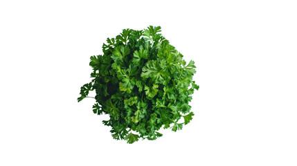 Fototapeta premium Fresh parsley plant with transparent background, perfect for culinary projects