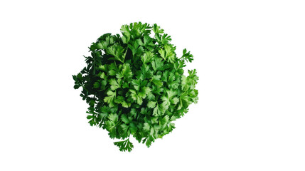 Fresh parsley bunch isolated on transparent background, perfect for culinary projects