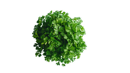 Fototapeta premium Fresh parsley bunch isolated on transparent background, perfect for culinary projects