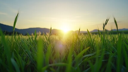Fototapeta premium Vibrant green rice field at sunrise with golden rays illuminating the landscape : Generative AI