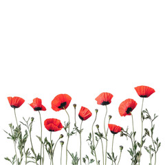 Obraz premium Vivid Red Poppies Abstract Floral Design,