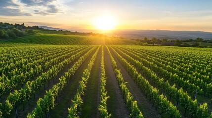 Expansive vineyard landscape with rows of grapevines at sunset reflecting a golden hue : Generative AI