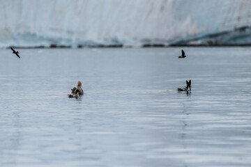 A southern Giant Petrel -Macronectes giganteus- has just landed in the Antarctic waters and is surrounded by Wilson Storm petrels -Oceanites oceanicus- and Cape Petrels - Daption capense.