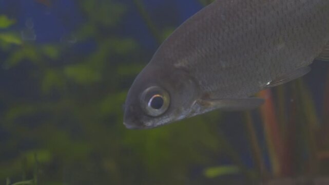 Young bream and roach swims in the aquarium. Freshwater river fish in an aquarium.