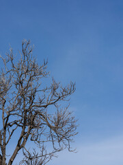 beautiful tree and sky