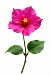 Fototapeta premium Single blooming bougainvillea stem isolated in isolation on white background, flowers,