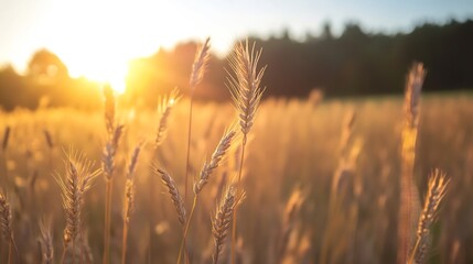 Fototapeta premium Golden wheat field illuminated by the warm glow of the rising sun in a serene landscape : Generative AI