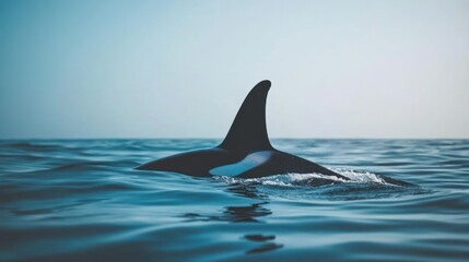 Fototapeta premium Killer whale surfaces in ocean with tall dorsal fin