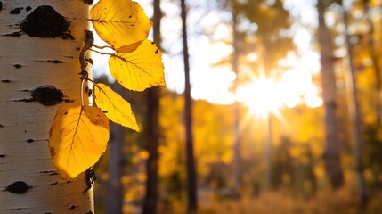 Obraz premium Golden autumn leaves glowing in sunlight filtering through trees in a wooded area : Generative AI