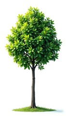 Single tree isolated against a bright white background , trees, tree silhouette, forest