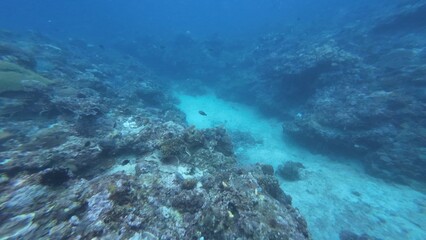 Underwater sea ocean water with beautiful diverse corals and fishes swimming