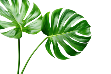 Tropical monstera leaves in corner, green summer leaves on transparent background