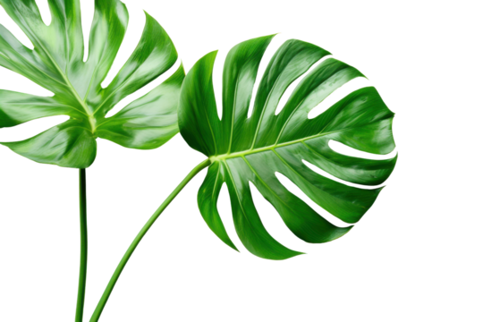 Tropical monstera leaves in corner, green summer leaves on transparent background