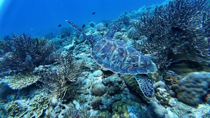 A Green sea turtle swimming underwater