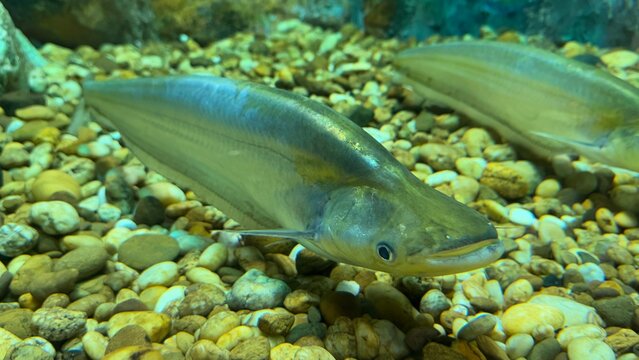 Phalacronotus apogon swimming in aquarium fish tank