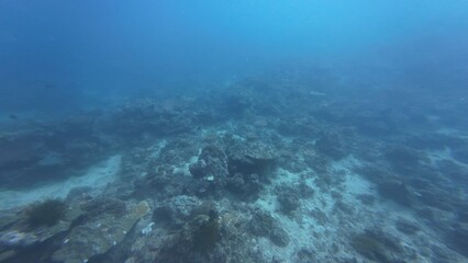 Underwater sea ocean water with beautiful diverse corals and fishes swimming