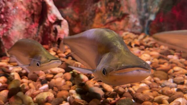 Phalacronotus apogon swimming in aquarium fish tank