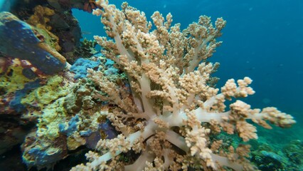 An underwater ecosystem built by colonies of tiny animals 