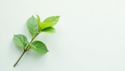 Fototapeta premium Single green sprig, delicate leaves, pure white backdrop , spring, background, green sprig