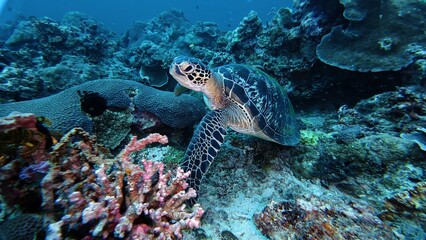 A Green sea turtle swimming underwater