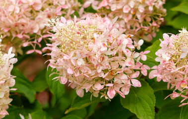 A bunch of pink flowers with white spots