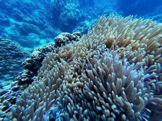 Ocellaris Clownfish swimming in sea anemone 