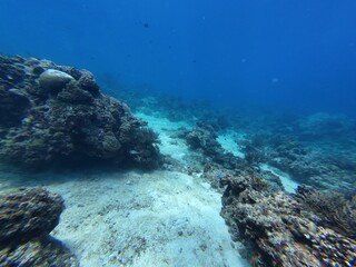 Underwater sea ocean water with beautiful diverse corals and fishes swimming