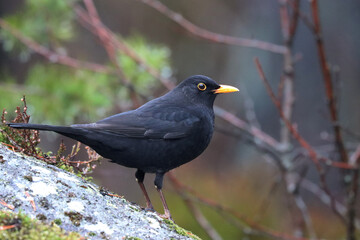 Blackbird