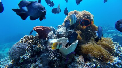 An underwater ecosystem built by colonies of tiny animals 
