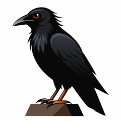 crow  illustration on white background