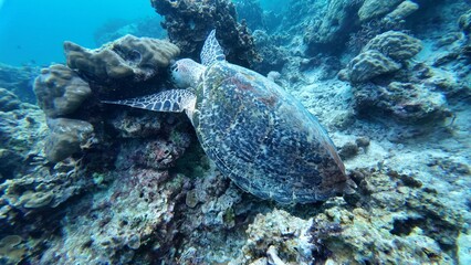 Obraz premium A Green sea turtle swimming underwater