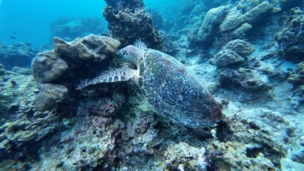 A Green sea turtle swimming underwater