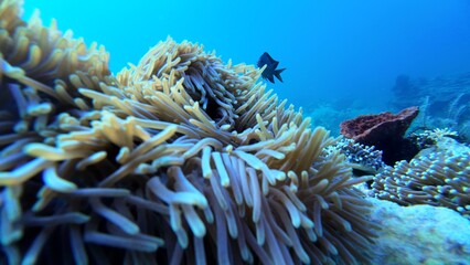Obraz premium Ocellaris Clownfish swimming in sea anemone 