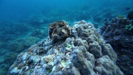 Underwater sea ocean water with beautiful diverse corals and fishes swimming 