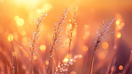 Grass seed heads adorned with water droplets glisten in sunlight