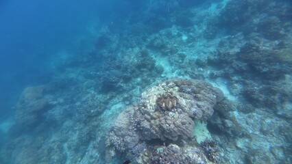 Underwater sea ocean water with beautiful diverse corals and fishes swimming 