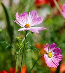 Obraz premium Two pink flowers with yellow centers are in a field of green grass