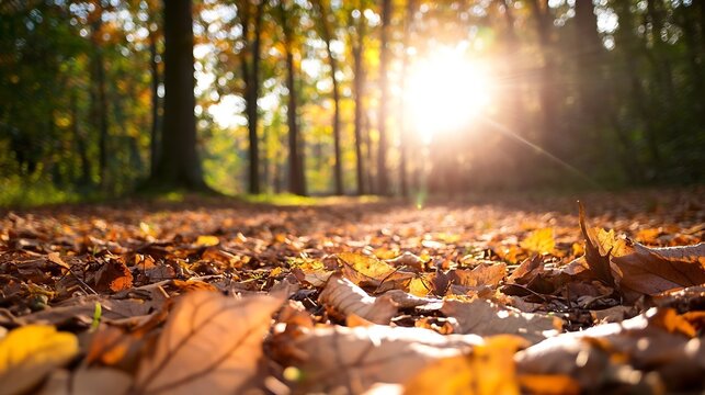 Serene autumn forest view with golden leaves illuminated by soft sunlight rays : Generative AI
