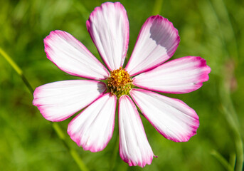 Obraz premium A pink and white flower with a yellow center