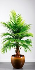 Obraz premium Vibrant Green Palm Tree in a Stylish Ceramic Pot, Perfect for Tropical Home Decor