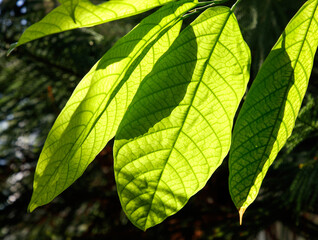 A leaf is shown in the sunlight, with its veins and edges visible