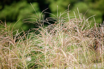 A field of tall grass with a few brown patches