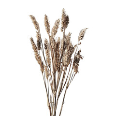 Fototapeta premium Dried Wheat Stalks Artistic Arrangement Abstract Background,